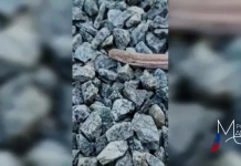 Curiosidade – Cobra-de-duas-cabeças é encontrada por biólogo no quintal de casa em SC