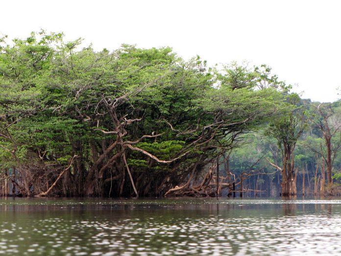Rio_Urubu_Trees_-_Flickr_-_treegrow