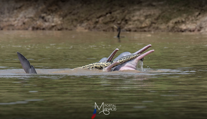 capa-boto Boletim informa que mortandade de botos está aumentando no Amazonas