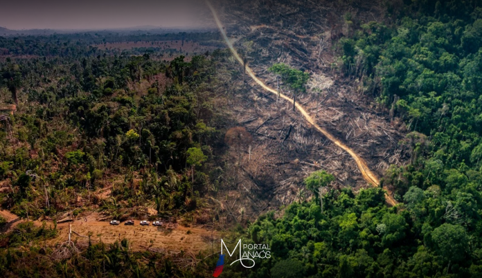 capa-desmatamento