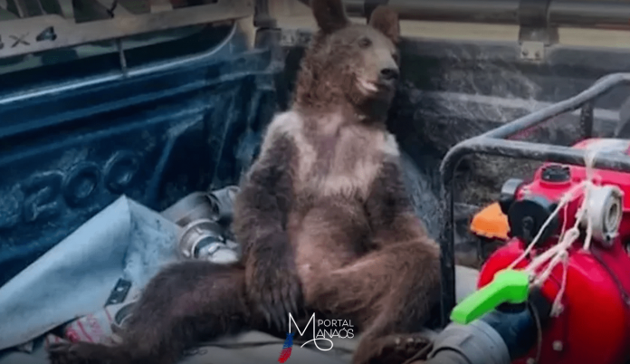 capa-ursa-resgatada-turquia