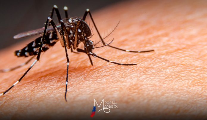 Mosquito da dengue - Amazonas