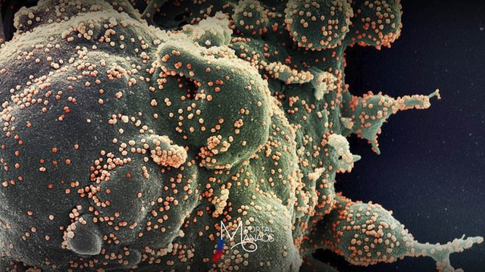 Subvariante Covid - Fiocruz