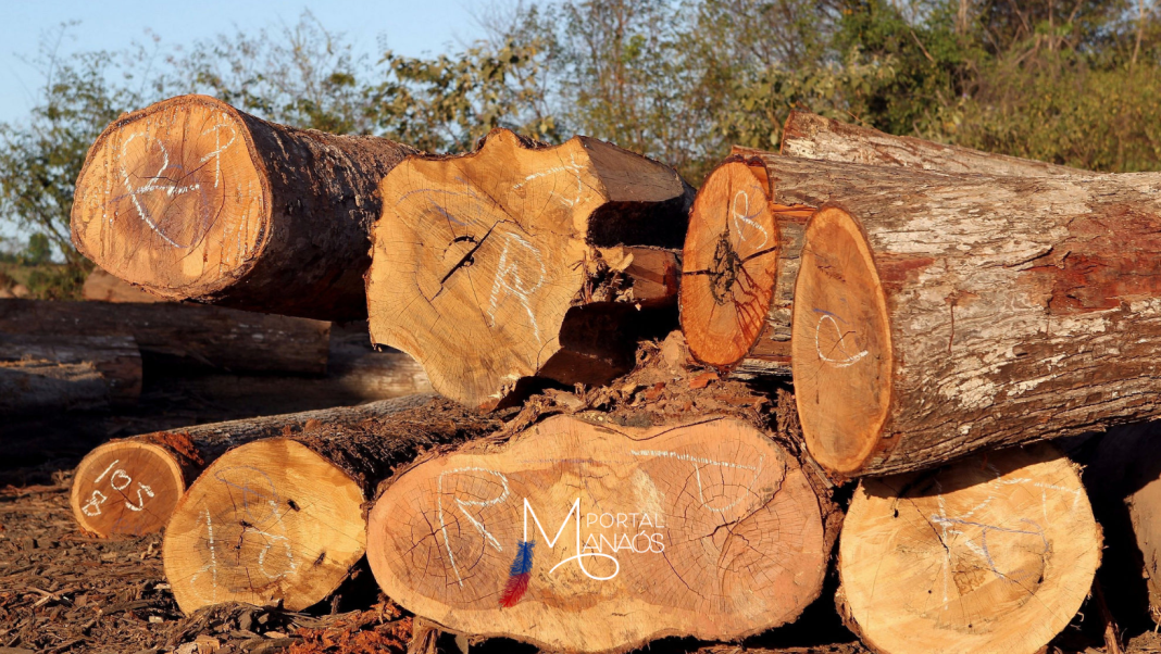 Prefeito de Eirunepé é denunciado por extração ilegal de madeira e degradação ambiental