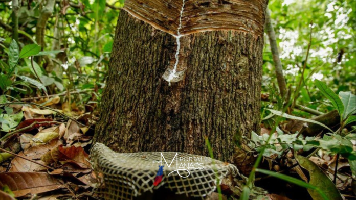 Manaus Manaus sede primeiro Encontro Estadual do Extrativismo da Borracha