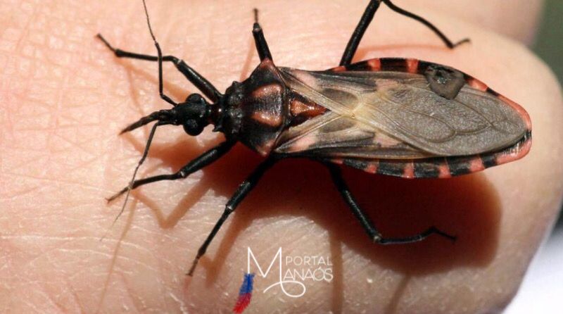 Gene recém-descoberto pode inspirar tratamentos para a doença de Chagas
