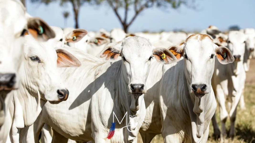 'Vaca louca' - Rússia anuncia o fim do embargo à carne bovina brasileira, diz Itamaraty