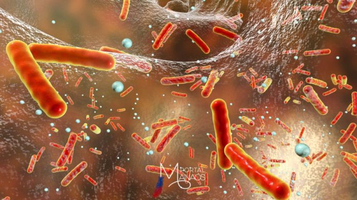 capa bactéria Pesquisadores de Stanford descobrem bactéria que combate o câncer