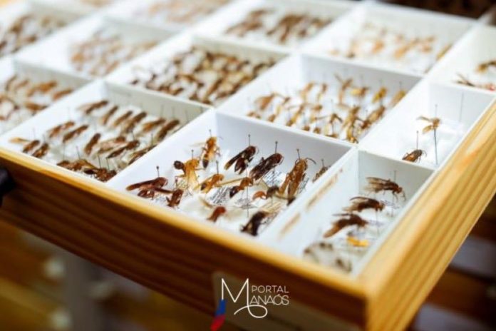 capa cabas Pesquisa identifica e classifica espécies de cabas encontradas na região amazônica