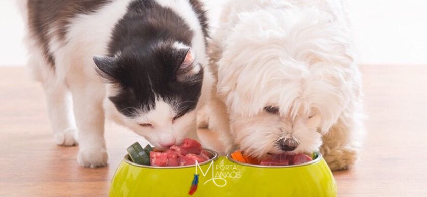 Startup lança tecnologia para ampliar a nutrição dos pets