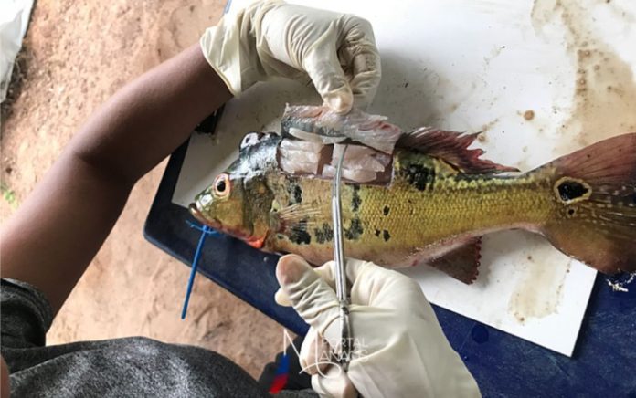 capa consumo mercúrio Ingestão diária de mercúrio excede os limites seguros em 6 estados na Amazônia