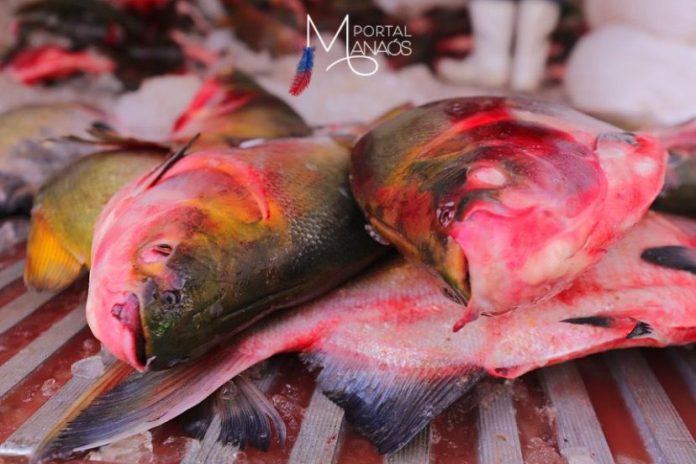 capa peixe mercúrio Estudo indica que peixes consumidos no AM têm 22,50% de contaminação por mercúrio