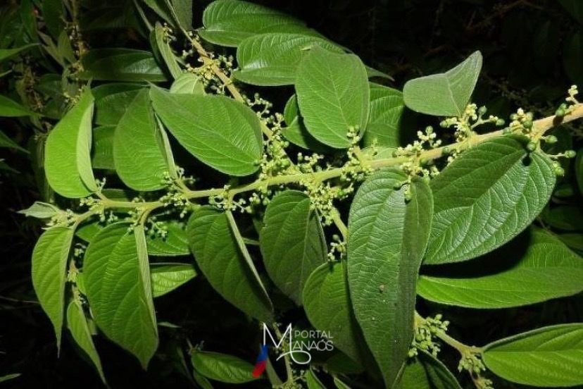 Pesquisa encontra canabidiol em planta nativa brasileira