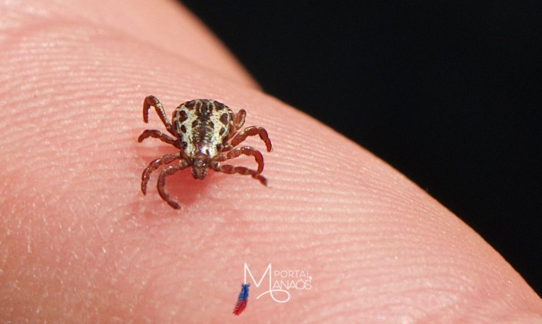 Pesquisadora alerta sobre febre maculosa; saiba tudo sobre essa doença