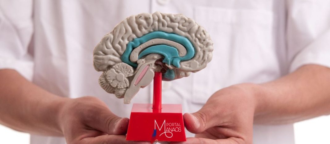 Pesquisa avalia impactos de exposição a neurotóxicos no cérebro