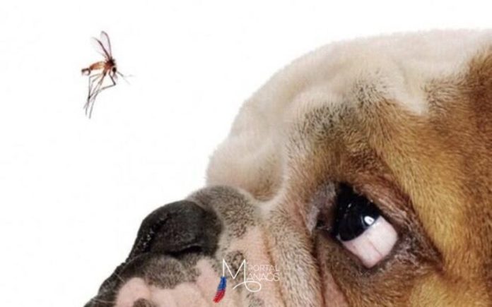 leishmaniose cães Disseminação de leishmaniose em humanos pode ser consequência de aumento de casos da doença em cães