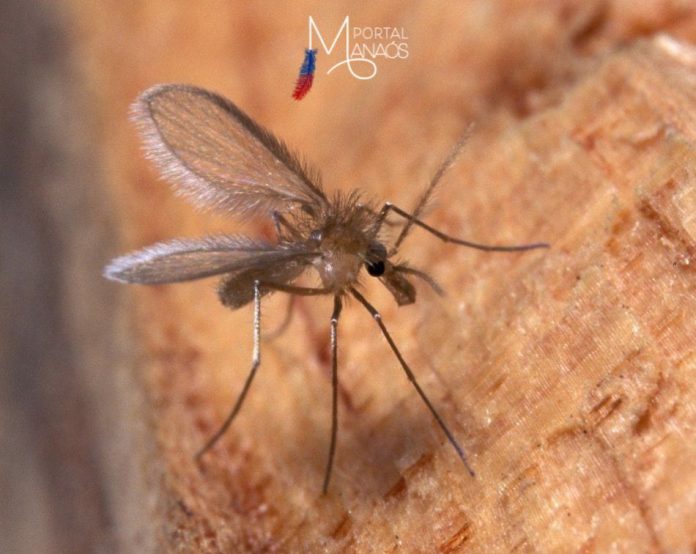 cientistas Cientistas decodificam genoma completo de duas espécies de vetores de leishmanioses