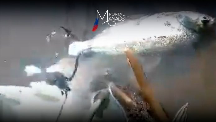 capa peixe manaós Moradores denunciam crime ambiental supostamente cometido pela prefeitura de Iranduba