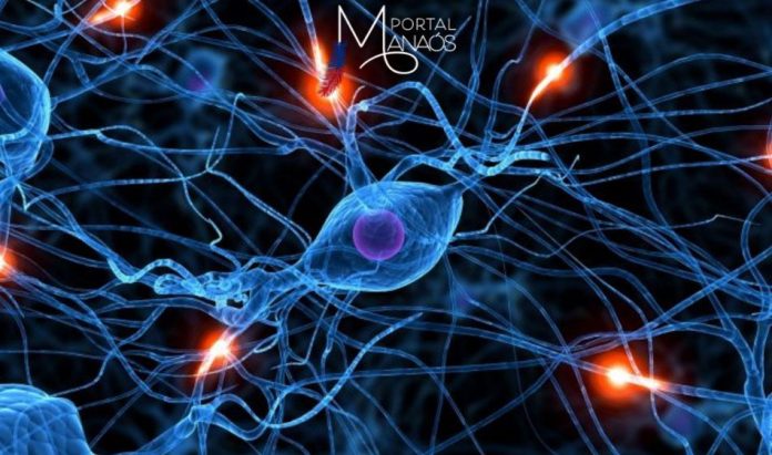 capa neurônios Estudo mostra impacto de infecção na formação de neurônios