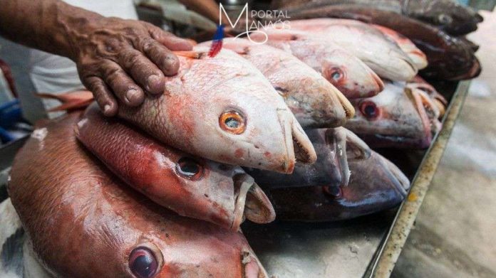 peixe urina preta Amazonas registra mais de 80 casos da doença da urina preta