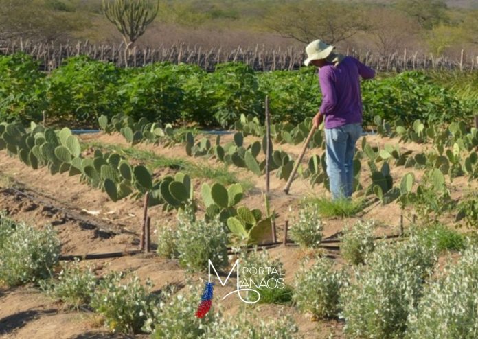 #Queimadas #GovernodoAmazonas #Fumaça #Amazonas (16)