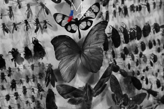 casarão Exposição e show de Paulinho Kokay dão continuidade em série de ocupações do Casarão de Ideias