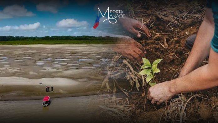 capa REFLORESTAMENTO MANAOS