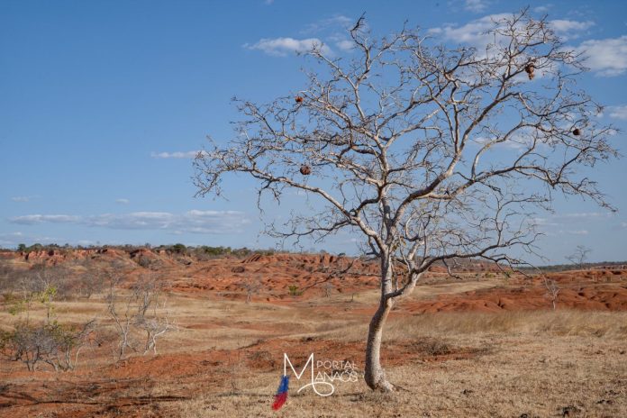 deserto Estudo aponta surgimento de áreas de deserto no Brasil