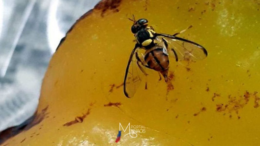 Amazonas entra em estado de emergência fitossanitária por mosca da carambola