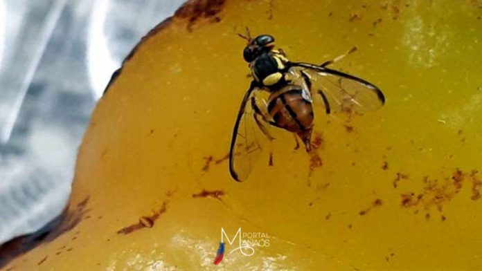 mosca Amazonas entra em estado de emergência fitossanitária por mosca da carambola
