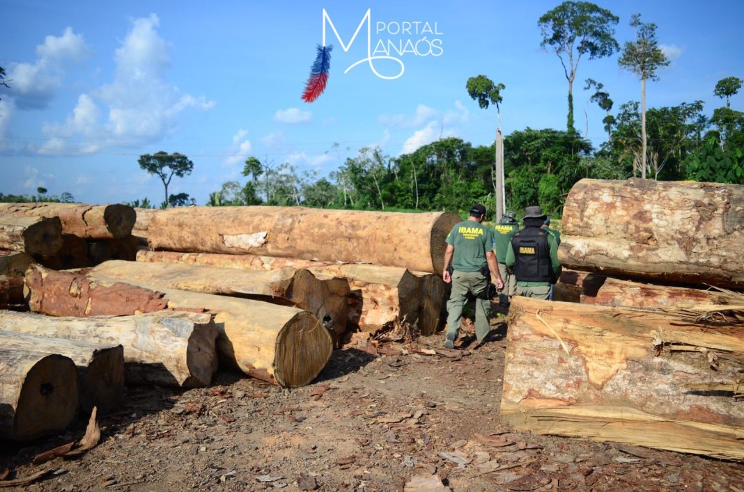 Exploração madeireira aumenta 336,85% no Amazonas e ilegalidade reduz 77%