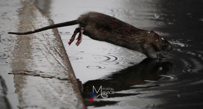 Doença infecciosa febril de início repentino, a leptospirose é transmitida por meio da exposição à urina de animais, principalmente de ratos infectados. A possibilidade de contaminação preocupa neste período mais chuvoso, principalmente nas capitais e áreas metropolitanas, devido às enchentes associadas à aglomeração populacional, condições inadequadas de saneamento e alta infestação de roedores.