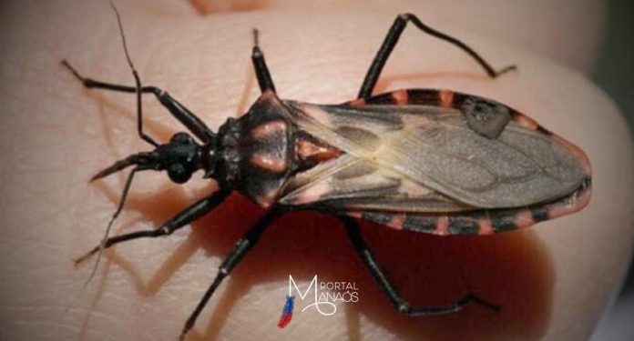 Reconhecida como uma das doenças tropicais negligenciadas pela Organização Mundial da Saúde (OMS), a Doença de Chagas representa um desafio contínuo para a saúde pública nas regiões onde ela está presente. A partir deste, no entanto, a enfermidade ganhou novo olhar: com o surgimento do programa Brasil Saudável, a doença de Chagas passou a ter uma perspectiva de eliminação como problema de saúde pública no país até 2030.