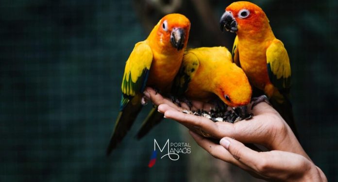 O Projeto de Lei 1045/24 proíbe no Brasil a comercialização de animais silvestres e exóticos com a finalidade de serem criados como animais de estimação. O texto está em análise na Câmara dos Deputados.