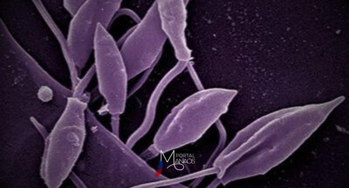 Integrando as ações de pesquisa em vigilância em saúde no Amazonas, a Fundação de Vigilância em Saúde do Amazonas – Dra. Rosemary Costa Pinto (FVS-RCP) realizou um estudo sobre a tendência temporal da Leishmaniose Tegumentar Americana (LTA) no Amazonas, divulgado na Revista internacional Acta Tropica, em maio deste ano, uma publicação dedicada a doenças infecciosas e saúde pública nos trópicos e subtropicais.Integrando as ações de pesquisa em vigilância em saúde no Amazonas, a Fundação de Vigilância em Saúde do Amazonas – Dra. Rosemary Costa Pinto (FVS-RCP) realizou um estudo sobre a tendência temporal da Leishmaniose Tegumentar Americana (LTA) no Amazonas, divulgado na Revista internacional Acta Tropica, em maio deste ano, uma publicação dedicada a doenças infecciosas e saúde pública nos trópicos e subtropicais.Integrando as ações de pesquisa em vigilância em saúde no Amazonas, a Fundação de Vigilância em Saúde do Amazonas – Dra. Rosemary Costa Pinto (FVS-RCP) realizou um estudo sobre a tendência temporal da Leishmaniose Tegumentar Americana (LTA) no Amazonas, divulgado na Revista internacional Acta Tropica, em maio deste ano, uma publicação dedicada a doenças infecciosas e saúde pública nos trópicos e subtropicais.