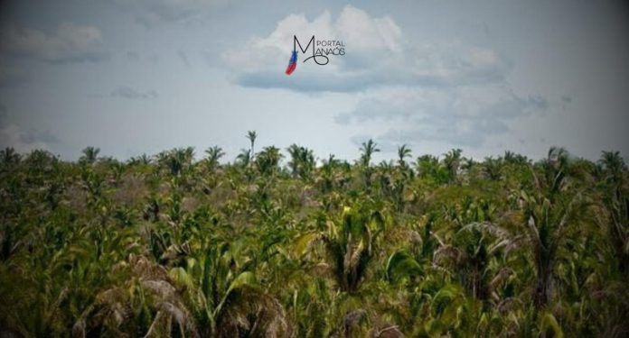 a Arie Javari Buriti está parcialmente sobreposta à Terra Indígena Betânia e possui grande importância ecológica por proteger bosques de palmeira buriti e a fauna associada a essa vegetação.