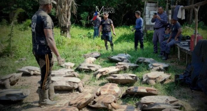 A Polícia Civil do Amazonas (PC-AM), por meio da 70ª Delegacia Interativa de Polícia (DIP) de Juruá (a 674 quilômetros de Manaus), com o apoio da Polícia Militar do Amazonas (PMAM) e órgãos ambientais, deflagrou a Operação Quelônio, que resultou na apreensão e devolução de 400 quelônios e tartarugas ao seu habitat natural, no rio Juruá.