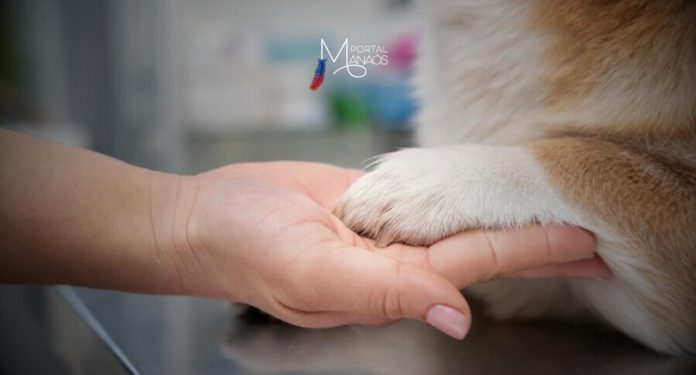 Em vigor desde 2020, a Lei 14.064 prevê uma pena de 2 a 5 anos de prisão para a prática de abuso, maus-tratos, ferimentos ou mutilação de animais de estimação no Brasil. No Amazonas, a Delegacia Especializada em Crimes Contra o Meio Ambiente e Urbanismo (Dema) é a responsável por investigar práticas criminosas do gênero.