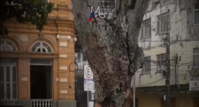 Segundo o autor da denúncia, a limpeza foi prejudicial para a fauna e flora das redondezas da Praça Dom Pedro II.