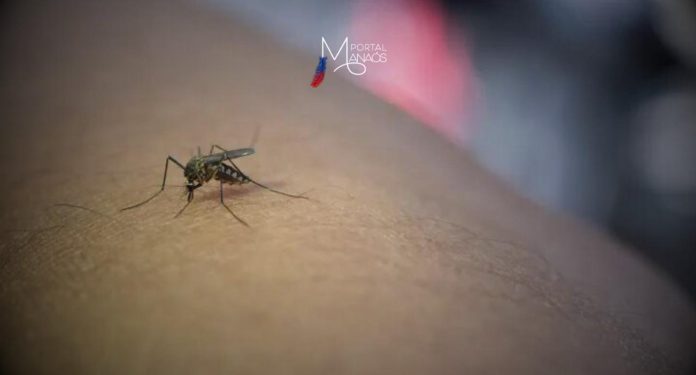 A febre do Oropouche é uma doença causada por um vírus transmitido principalmente pelo mosquito Culicoides paraenses , conhecido como maruim ou mosquito-pólvora. Os sintomas são parecidos com os da dengue e da chikungunya. O quadro clínico agudo pode evoluir com febre de início súbito, dor de cabeça, dor muscular e dor articular. Outros sintomas, como tontura, dor atrás do olhos, calafrios, fotofobia, náuseas e vômitos também são relatados.