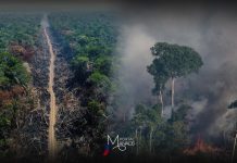 Estudo revela ameaça e pressão de desmatamento em unidades de conservação e Terras Indígenas