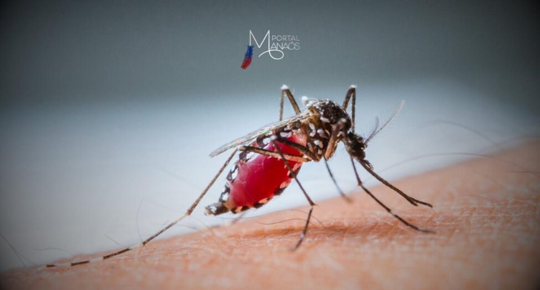 A Fundação de Vigilância em Saúde do Amazonas - Dra. Rosemary Costa Pinto (FVS-RCP), da Secretaria de Estado de Saúde do Amazonas (SES-AM), reforçou a importância do uso dos mosquiteiros impregnados com inseticida na prevenção da malária, doença que registrou 33 mil casos de janeiro a julho deste ano e apresenta maior transmissão da doença em período de estiagem.