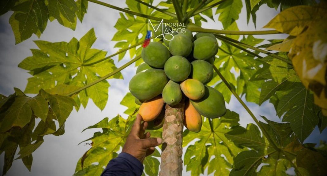 A Agência de Defesa Agropecuária e Florestal do Amazonas (Adaf) alerta a população que está proibida a entrada de mamão oriundo dos estados de Roraima, Amapá e Pará, onde já foi detectada a existência da mosca-da-carambola. O mamão foi incluído entre as dezenas de frutos hospedeiros da praga, por isso seu trânsito para o Amazonas está proibido.