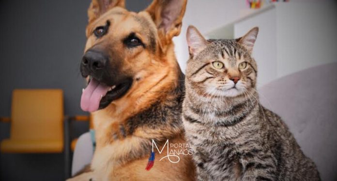 O presidente Luiz Inácio Lula da Silva sancionou a Lei nº 15.046 , que autoriza a criação do Cadastro Nacional de Animais Domésticos. O objetivo da proposta é concentrar, num banco de dados, informações referentes a tutores e animais, que podem servir para localizar donos de animais abandonados, no controle de zoonoses, no aumento de segurança para a compra e venda e no combate a maus-tratos. O texto foi publicado no Diário Oficial da União desta quarta-feira (18).