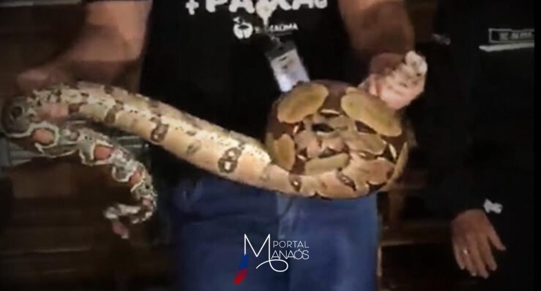 Uma cobra foi encontrada no depósito de um shopping, localizado no bairro Cidade Nova, na Zona Norte de Manaus, na tarde da última quinta-feira (2). O vídeo do momento do resgate viralizou nas redes sociais.