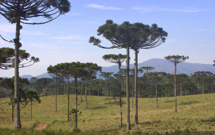 Araucaria_Credito_Mauro-Scharnik-IAP