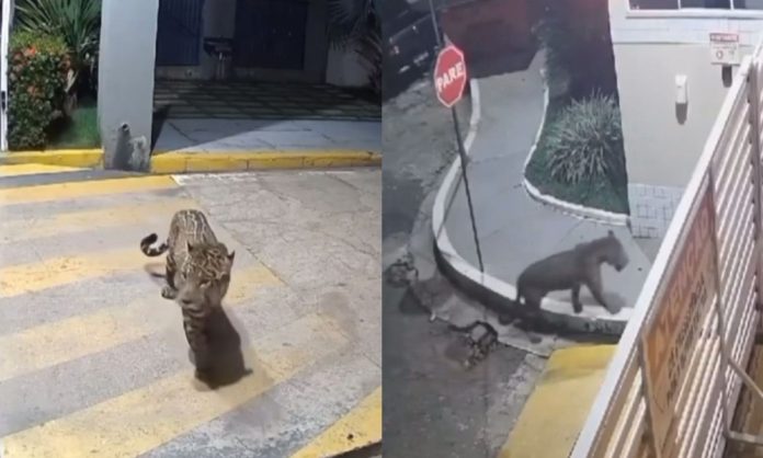 b0ec0490-c105-4746-9982-de9f69a8ede0