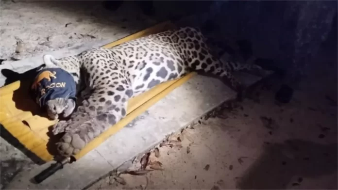 uYnf9enf-onca-caseiro-capturada-1024x577