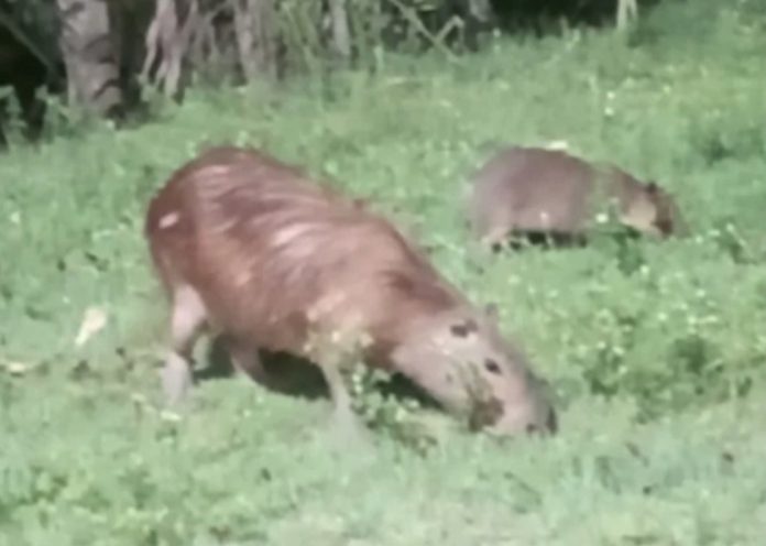 WhatsApp Image 2025-05-12 at 09.20.18