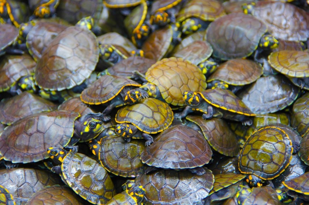 venda legal de quelônios no Amazonas